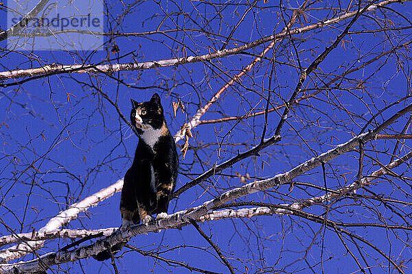 A cat caught up in a tree.