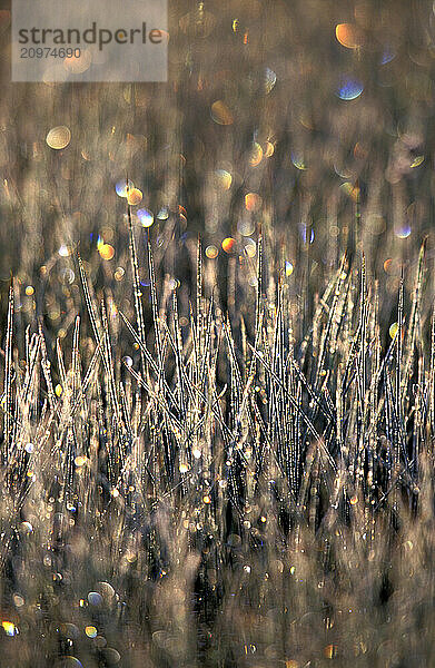 Melting frost on meadow grass in Lake Tahoe  CA.