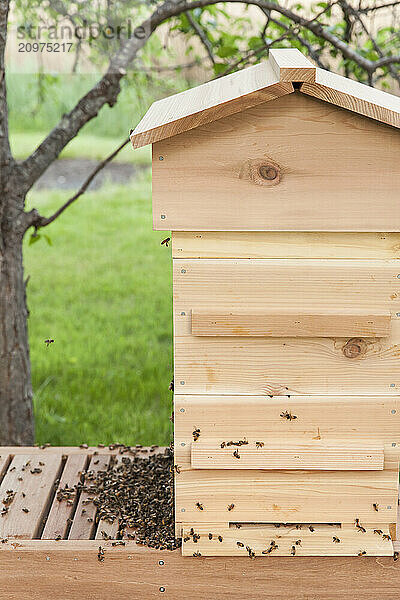 Installing bees in a hive