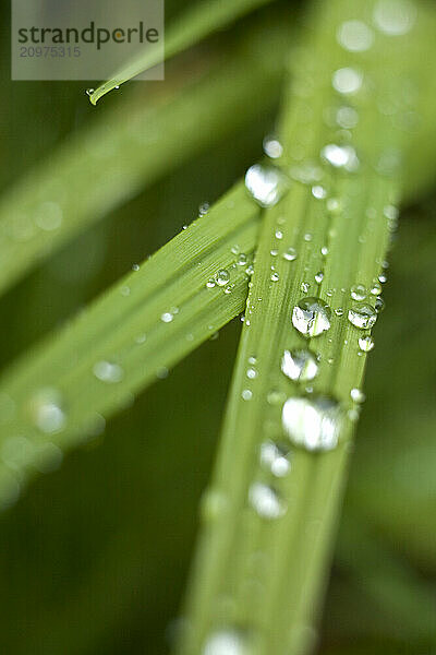 Still life of grass with rain drops.