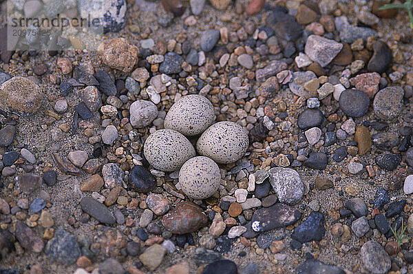 Endangered tern eggs.