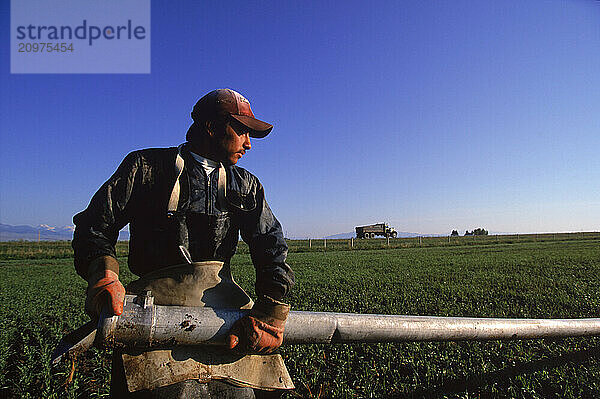 A mexican migrant installing irrigation piping.