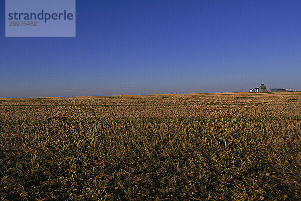 A wheat field in Northern Montana.