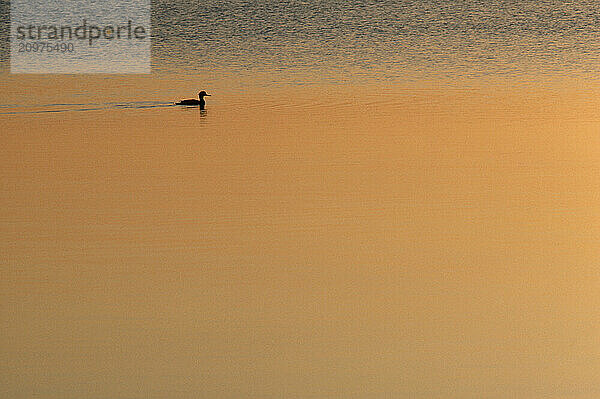 Merganser Duck  Cape Cod  MA USA