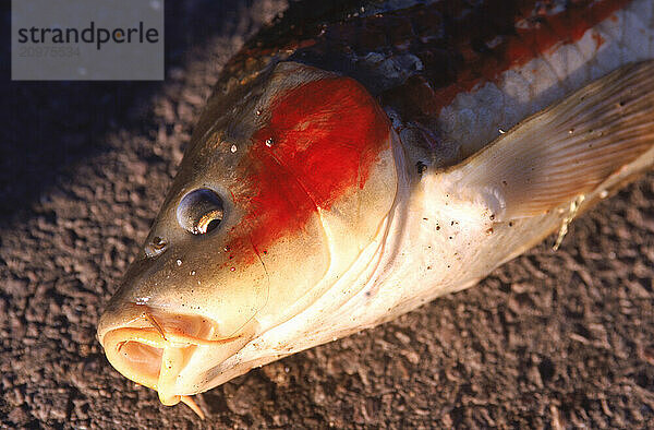 A dead carp fish.