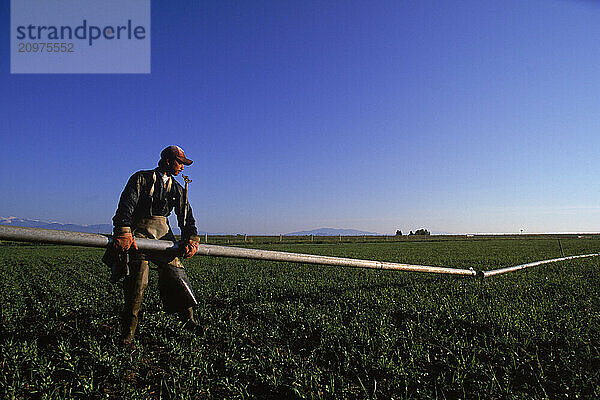 A mexican migrant installing irrigation piping.