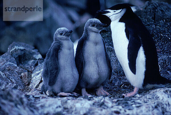 Penguins on Chinstrap penguin rookery  Nelson Island  Antarctica