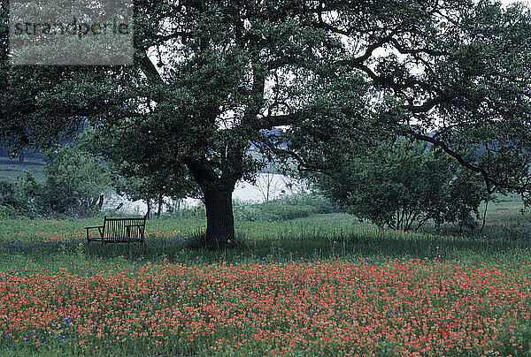 Wild Flowers  TX USA