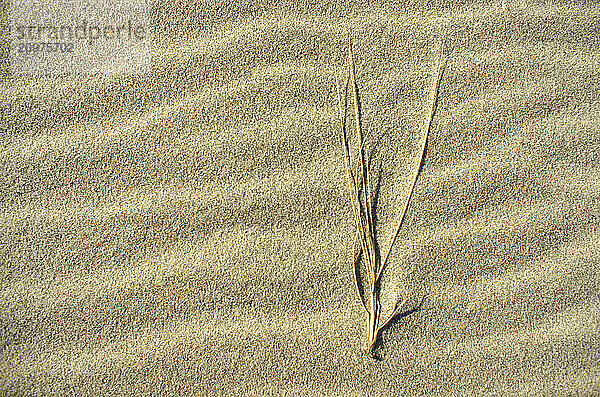 Blade of grass  Cape Cod  MA USA