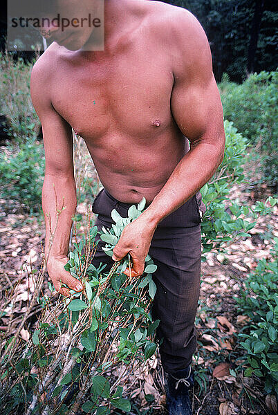 Coca Leaves used in the making of cocaine  Colombia.