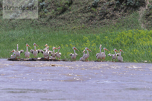 Pelicans along a river.