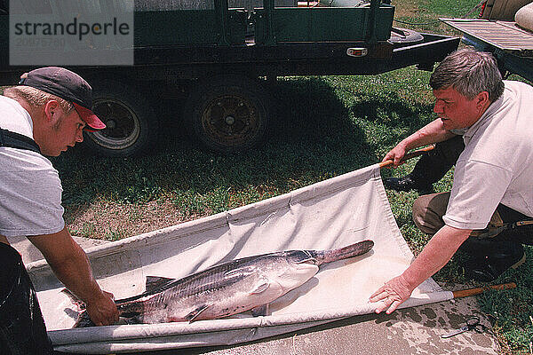 Transporting a large paddlefish.