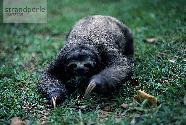 Three Toed Sloth on the ground.