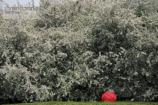 Crabapple Trees