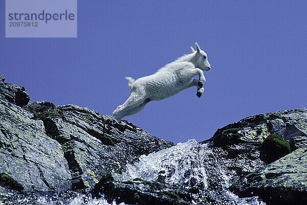 Leaping Goat  MT USA