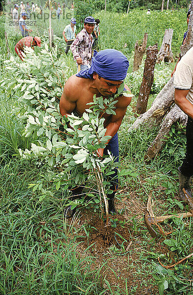 Picking Coca Leaves used in the making of cocaine  Colombia.