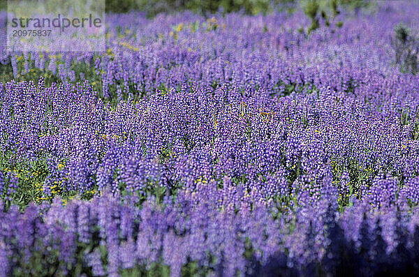 Spring flowers  WY USA