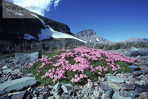 Swiftcurrent Valley.