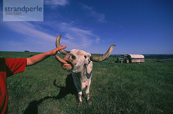 A bull licking a mans hand.