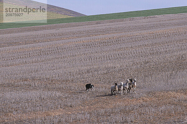 A sheep dog in training.