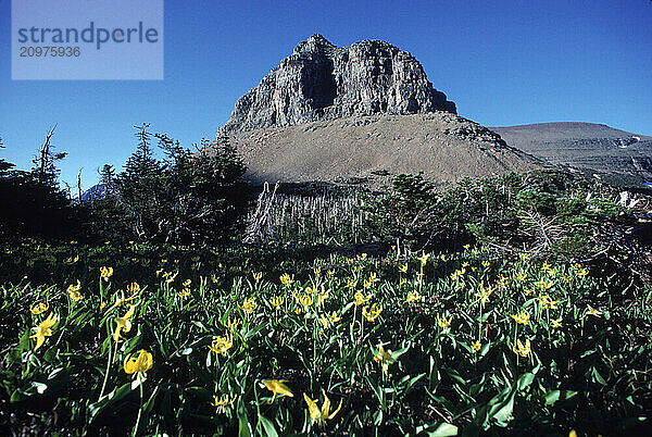 Yellow Flowers in Logan Pass  Glacier National Park.