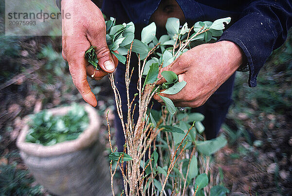 Coca Leaves used in the making of cocaine  Colombia.