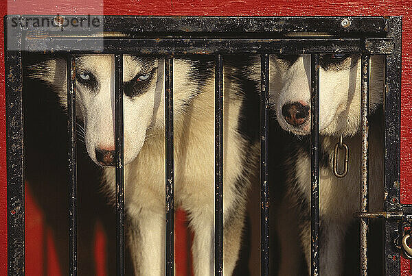 Huskies  Laurentian Mts  Canada