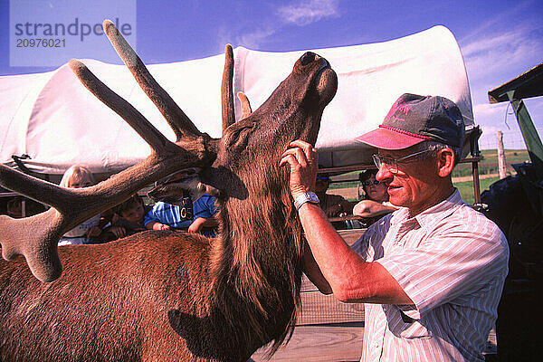 An elk.