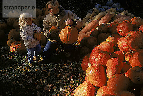 Picking pumpkins  ME USA