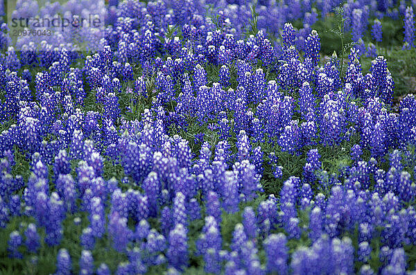 Flowers  Austin  TX USA