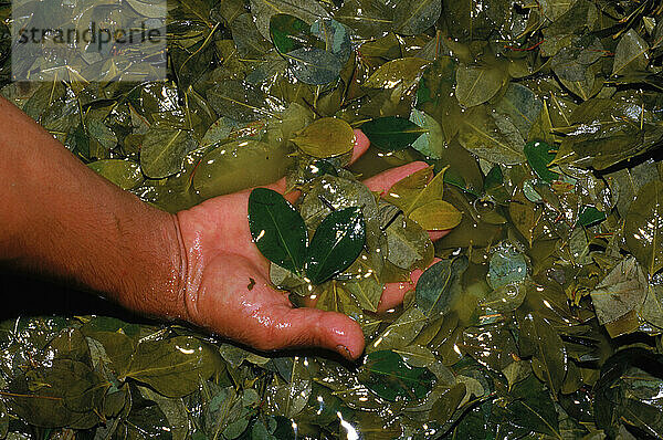 Coca leaves used for making cocaine  Colombia.