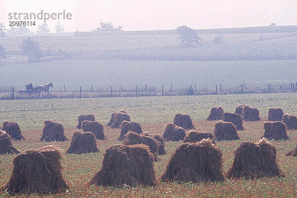 Amish hay bundles.