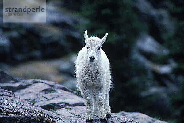 Mountain goat.