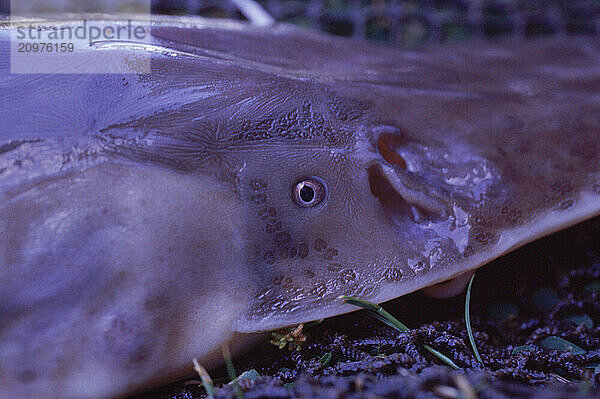 Paddlefish closeup.