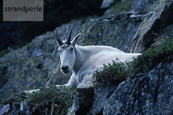 Mountain goat.