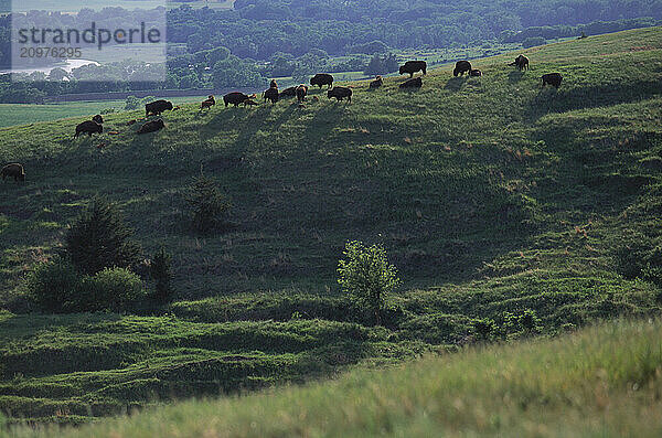 Free range bison.