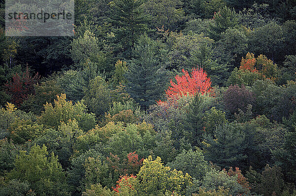 Fall Foliage  ME USA