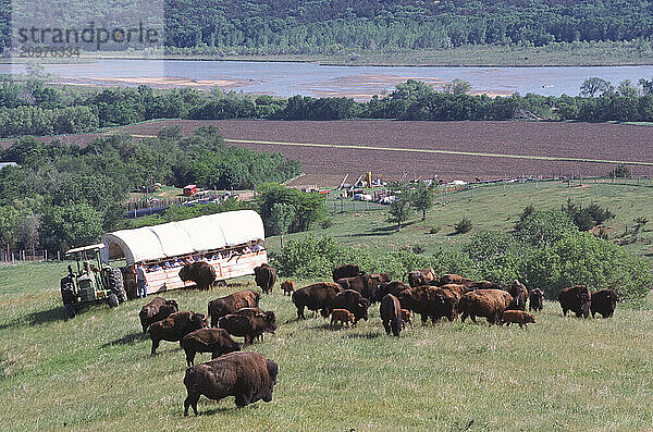 Bison near a river.