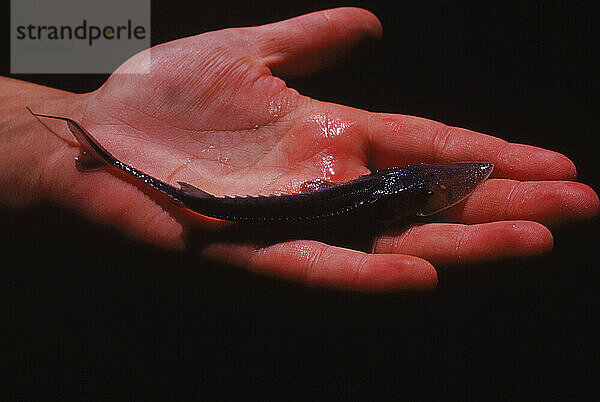 A baby paddlefish.