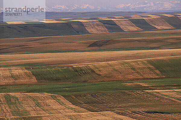 Rolling wheat fields.