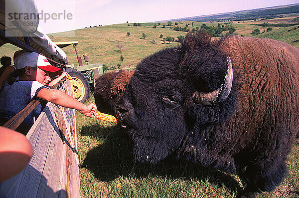 Tourists feeding buffalo.