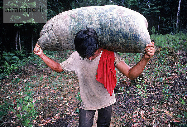 Transporting Coca leaves  Colombia.