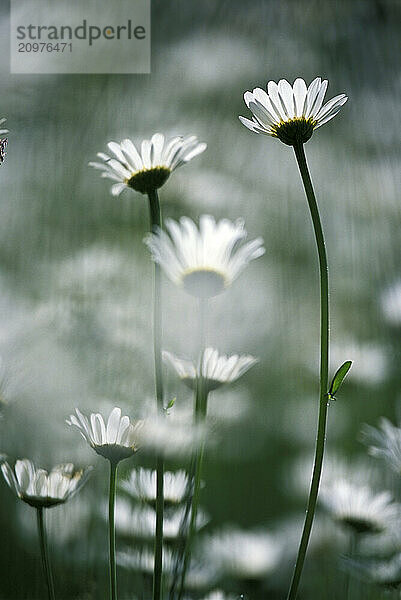 Close-up of white flowers.