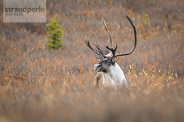 Large bull caribou in fall colors and tundra  Denali National Park