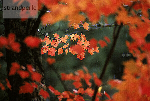 Autumn Leaves in Maine.