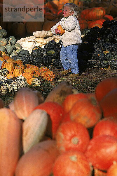 A toddler carries a pumpkin from a patch in Maine.