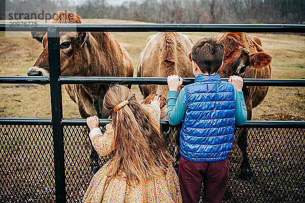 Children interacting with cows at a farm through a fence