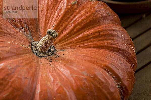 A pumpkin  photographed on a fall day.