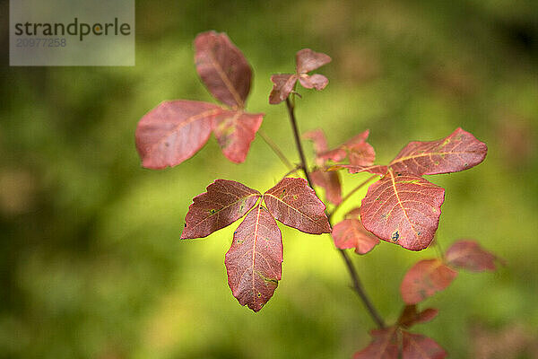 Poison Oak.