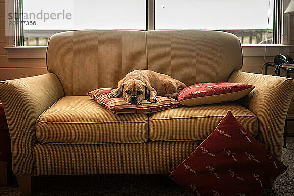 Brown Puggle dog sleeping on tan couch in front of window